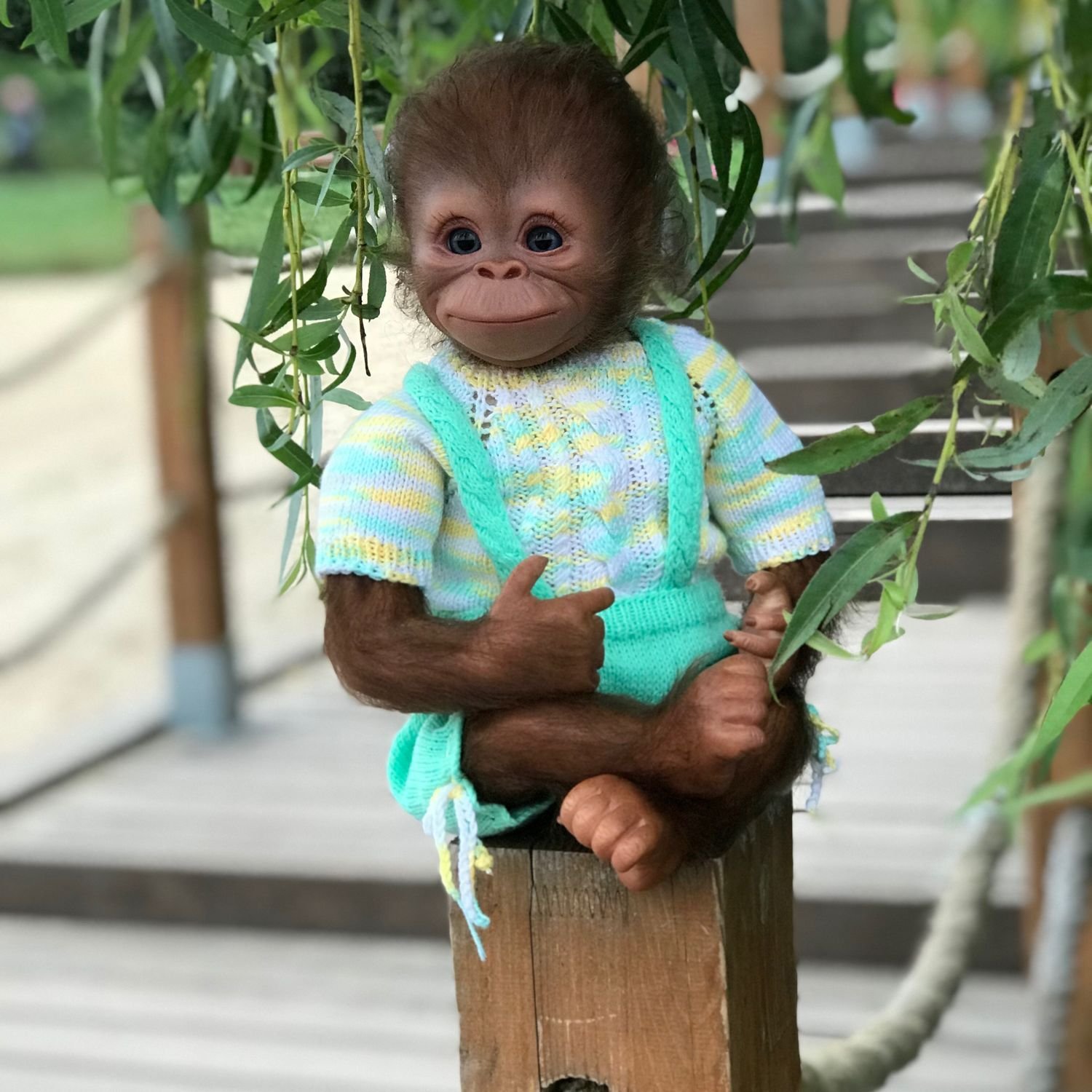 Купить маленькую домашнюю обезьянку недорого. Маленькие обезьянки. Ручная обезьянка. Одежда для обезьянок живых. Обезьянка в одежде.