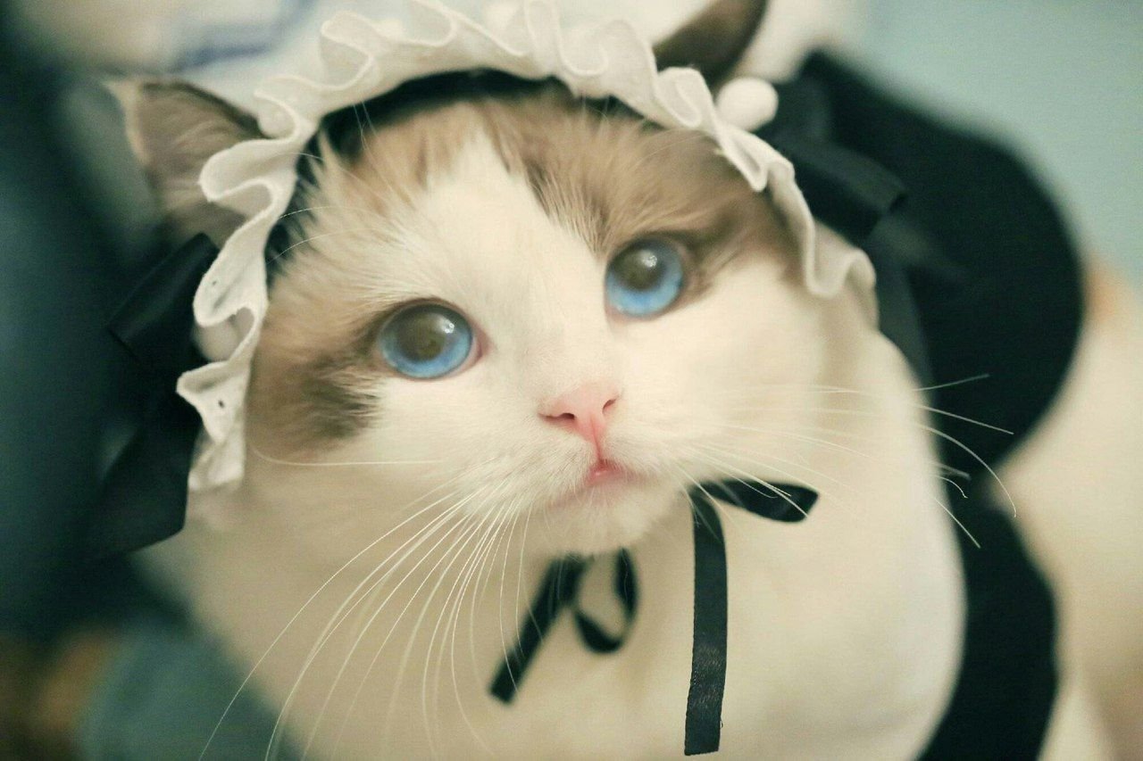 Фото на аву кошки. Котик в костюме. Костюм кошки. Кот в шапке. Милые коты в шапочках.